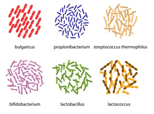 ¿Qué son las cepas probióticas?